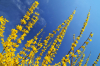 Forsythia 2 dreamstime_l_52108799.jpg